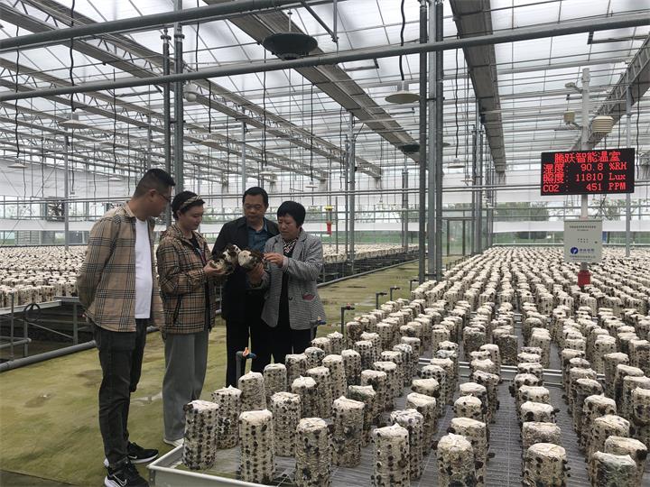 桑枝铺就“黑金路”  木耳花开献雷锋    -----河南华升食用菌科···
