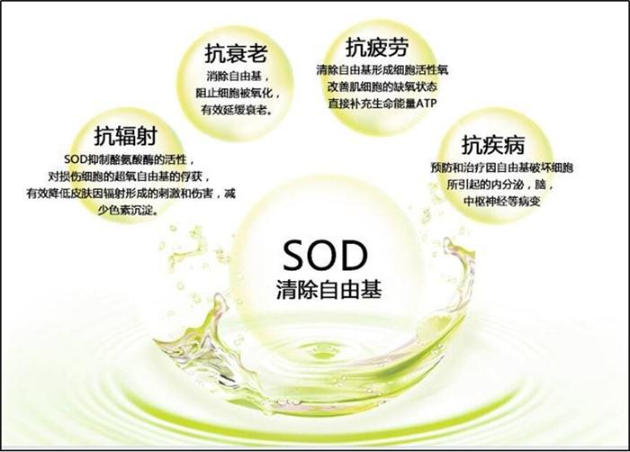 蔡博士sod  营养谷物粉助推人们健康生活