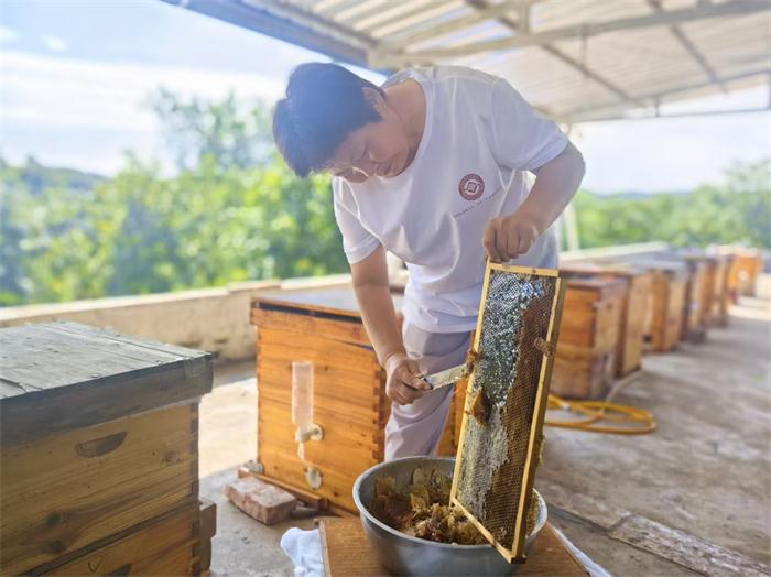 河南宝丰：山花烂漫蜂蜜甜
