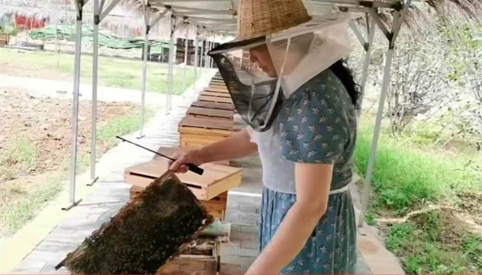 南召县小店乡：“甜蜜”产业让群众增收致富