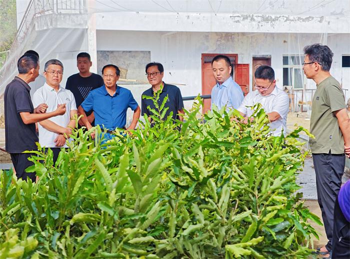 鲁山县：省蚕科院专家对柞蚕庭院养殖“把脉问诊”——技术创新与产业应用须···